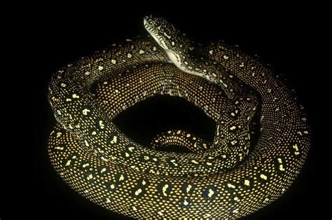 Image result for Biggest Diamond Python Ever