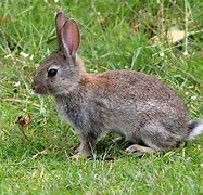 Image result for Wild Baby Bunny in Bunny Pen
