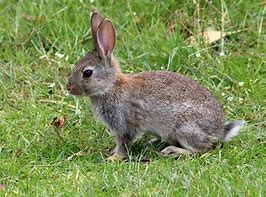 Image result for Wild Baby Bunny in Your Yard Prints