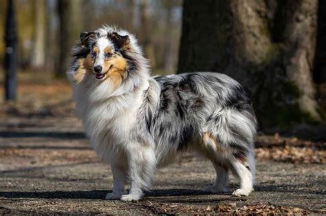 Blue Merle Shetland Sheepdog Genetics Explained