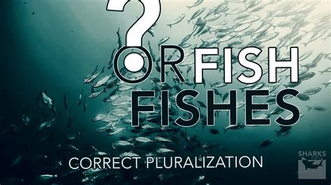 Fish or Fishes – Correct Pluralization – sharksinfo.com