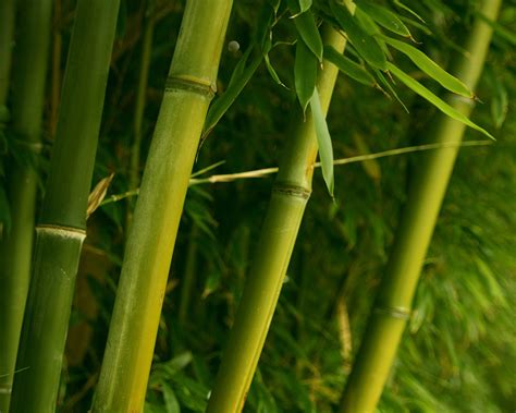 🔥 [50+] Bamboo Grass Wallpapers | WallpaperSafari