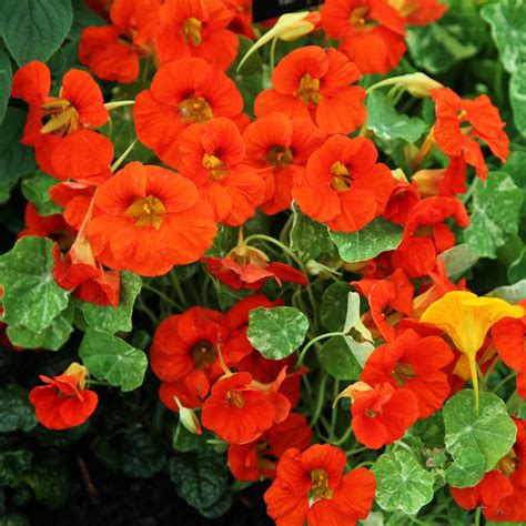 Tropaeolum Majus