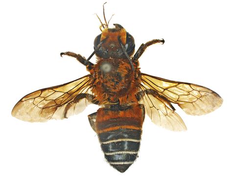 Megachilidae