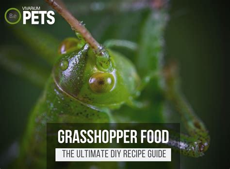 What Do Grasshoppers Eat? +DIY Grasshopper Food Recipe!