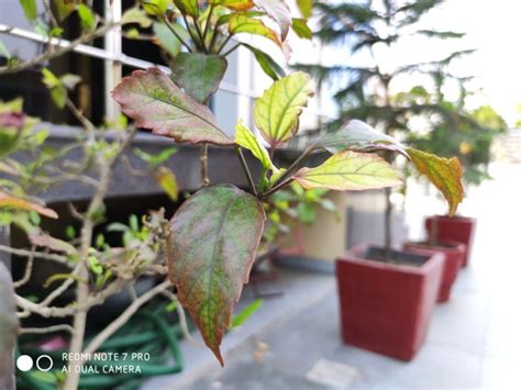 Image result for Redmi Note 7 Pro Brightness Level