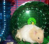 Image result for Baby Teddy Bear Hamster Born