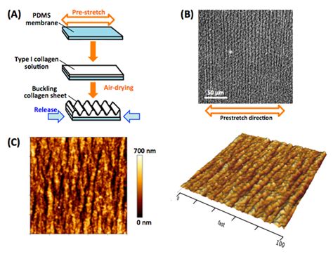 A Loss of Nuclear—Cytoskeletal Interactions in Vascular Smooth Muscle ...