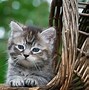 Image result for Kittens and Roses