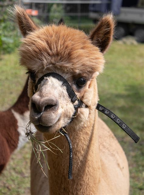 Mi llama Llama : Spanish Reading practice - Progress with Lawless Spanish