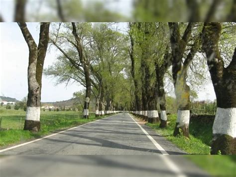 Trending news Why roadside trees are painted in white colour
