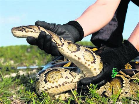 Python Kills Pig 的图像结果