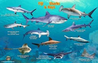 Buy Fiji Sharks & Rays Guide Franko Maps Laminated Fish Card Book ...