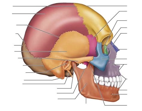 Right lateral skull labeling Quiz