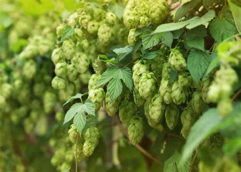 300 Km/h Pulse de Avon: Perfume com Nota de Lúpulo