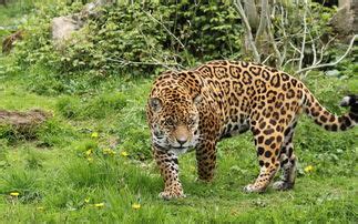 金钱豹是几级保护动物,金钱豹的保护级别是怎么样的？-百答号