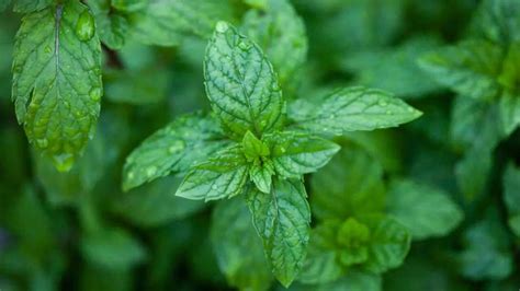 8 self-renewing plants that grow forever after a single planting