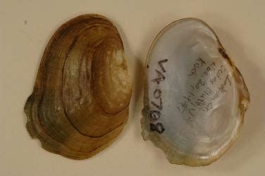 These Animals Went Extinct In 2023 - Environment