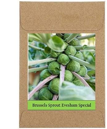 CYBEXIS Guarenteed Germination Brussels Sprouts Seeds Seeds1000 Seeds ...
