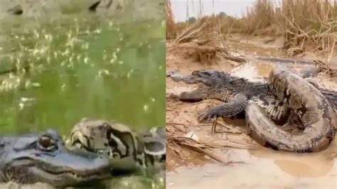 Alligators 'act dead' to avert getting swallowed by huge pythons, watch