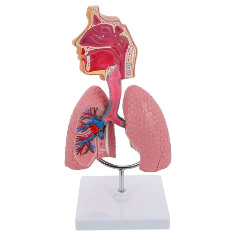 Buy TEHAUX Human Lung Model, Respiratory System Model, Human Nasal ...