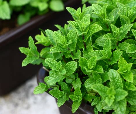 10 Easy Plants for a Home Garden :: Southern Savers