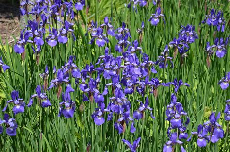 Planting Iris Sibirica