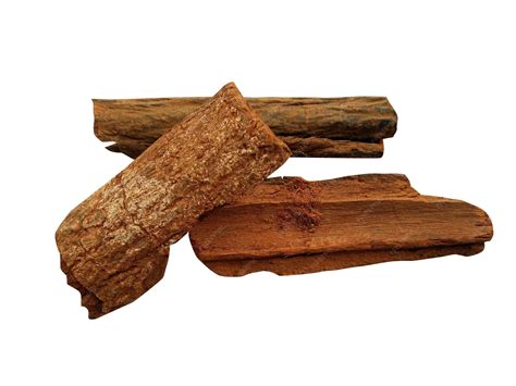 Premium Photo | Cinchona cinchona officinalis quinine peruvian sinkona is a medicinal plant