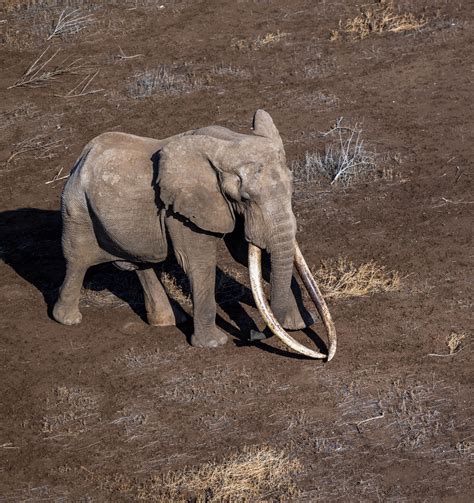 Asian Elephant Big Tusks