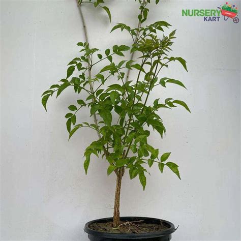 Climbers & Creepers – Nursery Kart