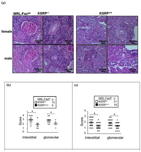 Knockout of the KH-Type Splicing Regulatory Protein Drives ...