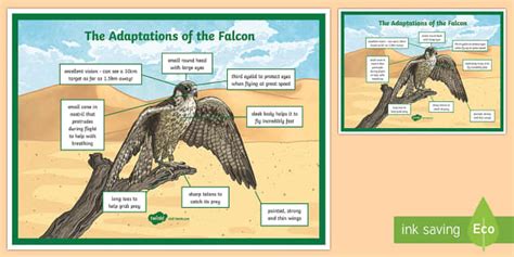 Falcon Adaptation A4 Display Poster