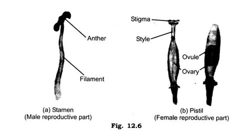 Image result for Class 7 Science Chapter Reproduction