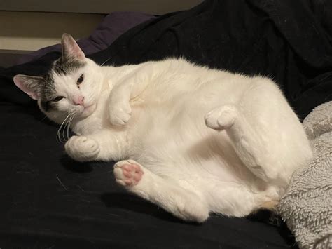 please do not the cat : r/cats