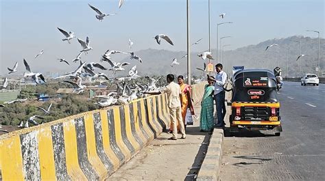 Mumbai: Migratory Seagulls Flock Vasai Creek; Motorists Feeding Them ...