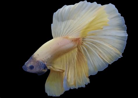 Betta Full Moon Golden Body Black Face – Premium Halfmoon Betta