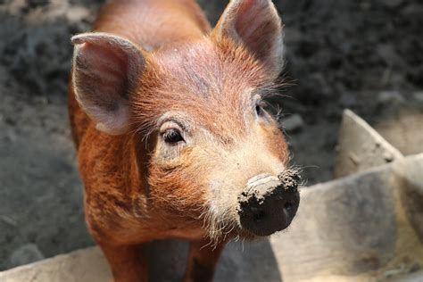 Tamworth Pig | Tamworth pigs are a heritage breed. Photo tak… | Flickr