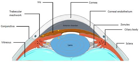 Trabeculae Eye Nick Strouthidis