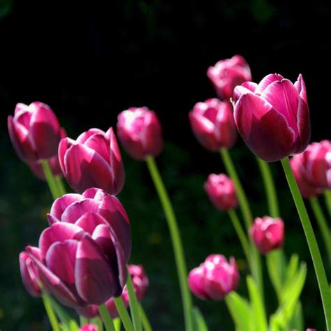Tulips in Spring - Art Prints by Sina Irani | Buy Posters, Frames ...