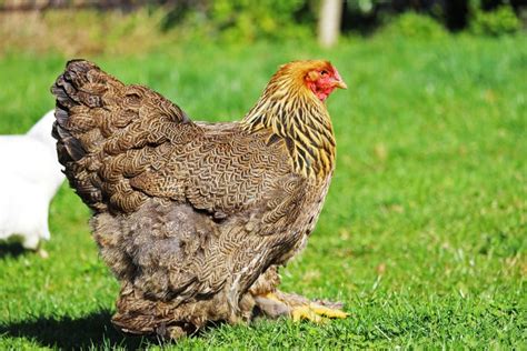 Brahma Chicken