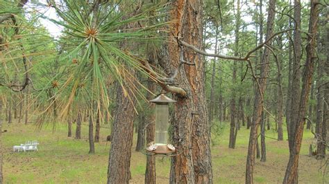 ROGERS INN THE PINES - B&B Reviews & Photos (Monument) - Tripadvisor