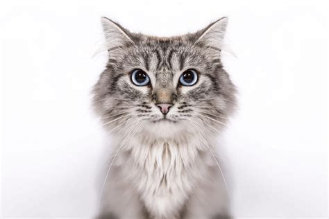 8 pets that won't make you sneeze