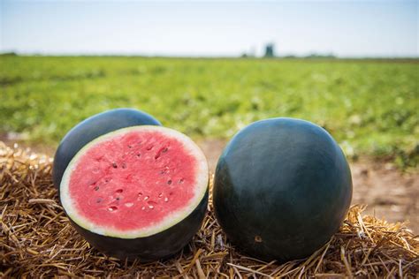 Black Diamond Watermelons: Care & Growing Guide