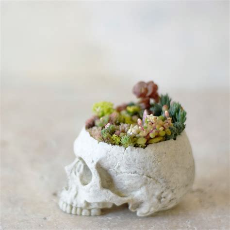 plants born （small human）garden of memories | echidna