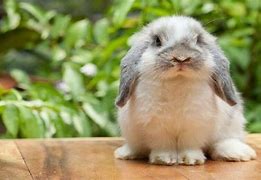 Image result for Miniature Holland Lop Rhode Island