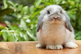 Image result for Baby Holland Lop Bunnies Stages