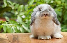 Image result for Fawn Color Holland Lop