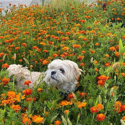 The Hostel California