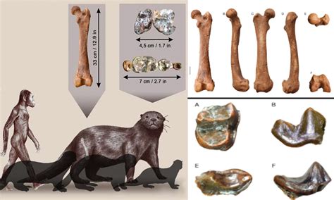 Giant River Otter Size