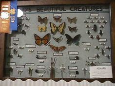 4-H Virtual Insect Collection 的图像结果